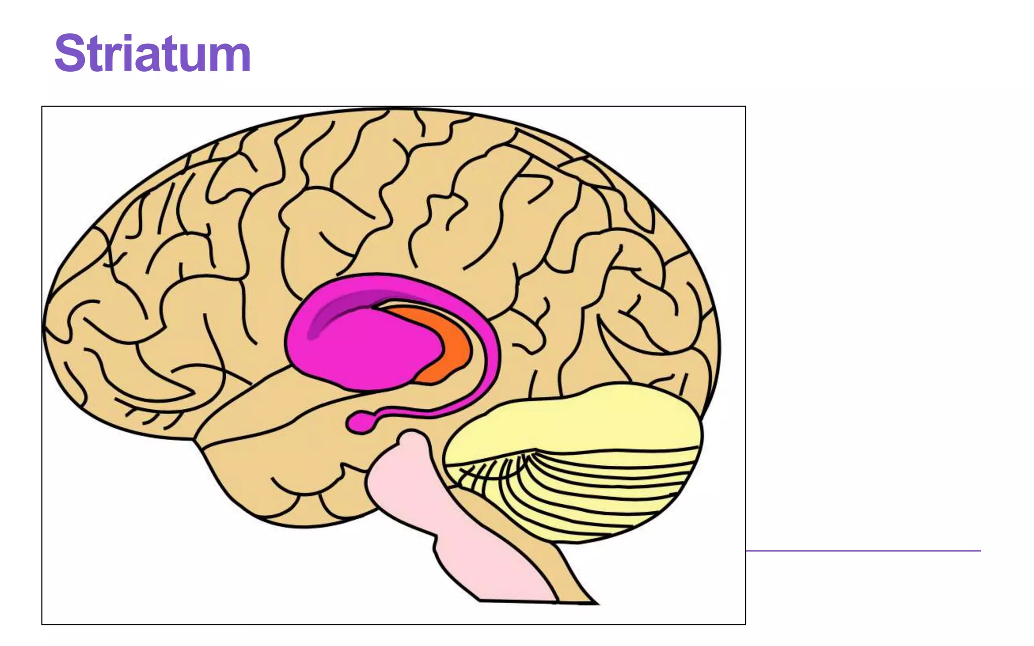Striatum
 