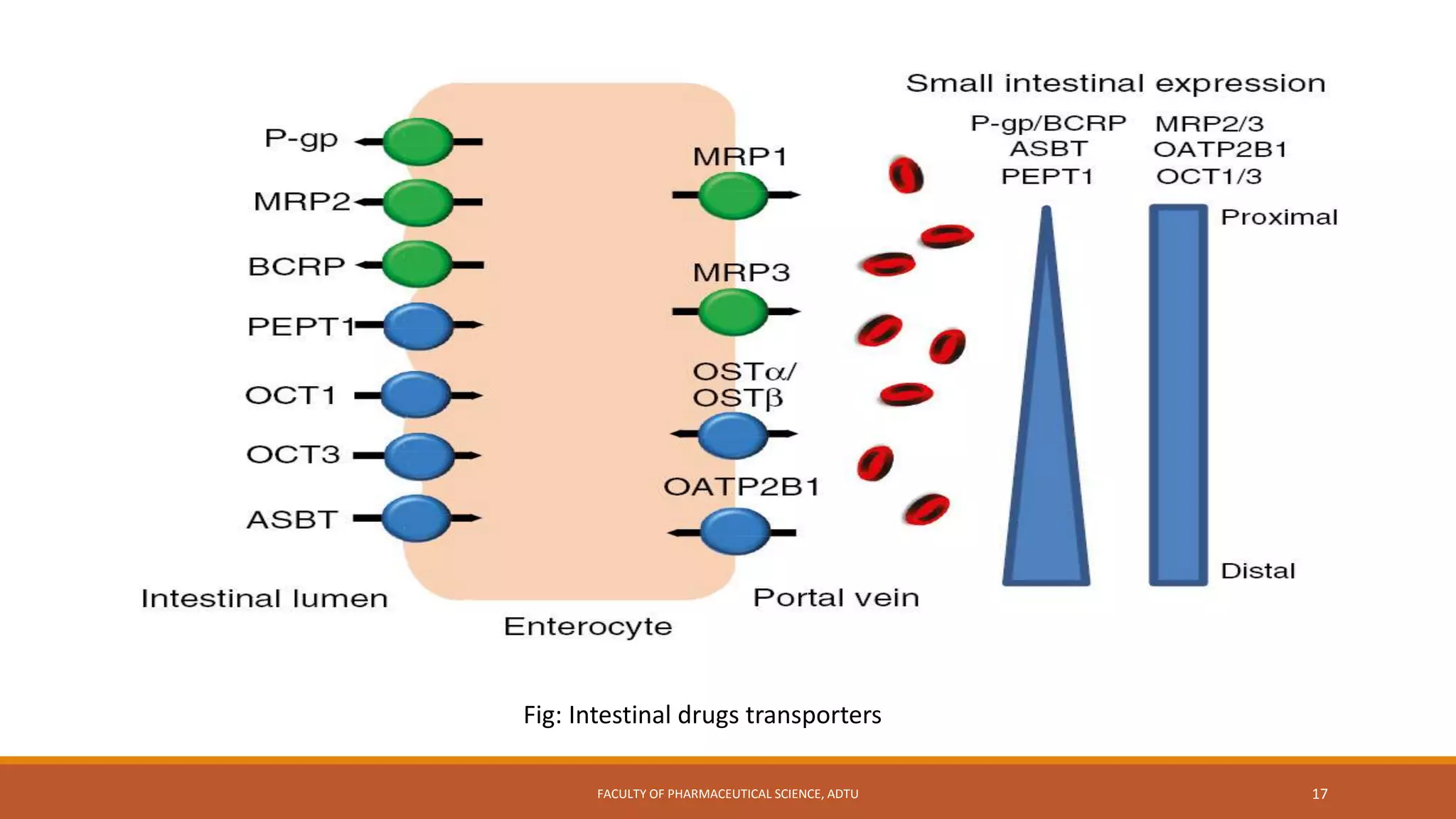 FACULTY OF PHARMACEUTICAL SCIENCE, ADTU 17
Fig: Intestinal drugs transporters
 