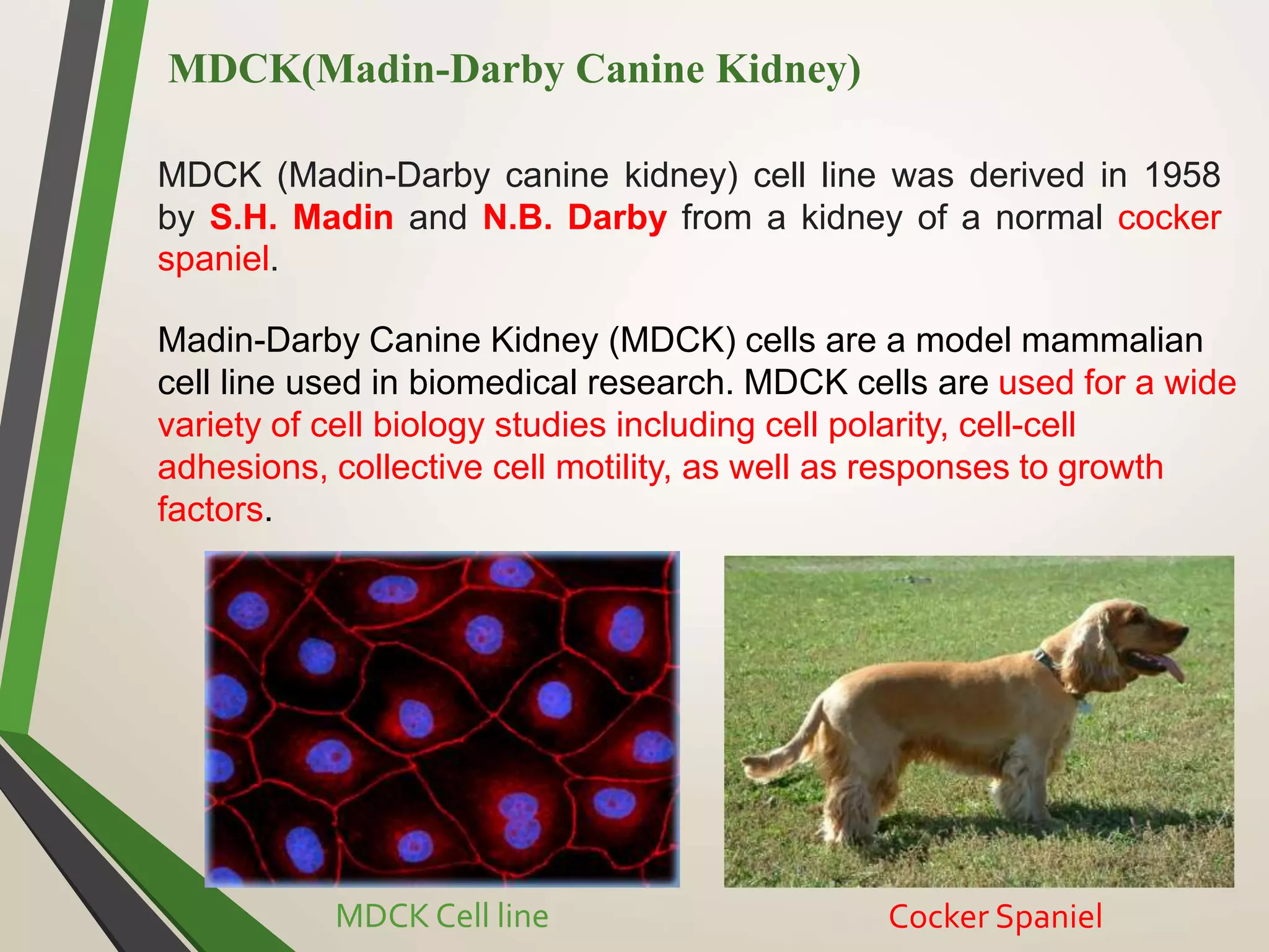 MDCK(Madin-Darby Canine Kidney)
MDCK (Madin-Darby canine kidney) cell line was derived in 1958
by S.H. Madin and N.B. Darby from a kidney of a normal cocker
spaniel.
Madin-Darby Canine Kidney (MDCK) cells are a model mammalian
cell line used in biomedical research. MDCK cells are used for a wide
variety of cell biology studies including cell polarity, cell-cell
adhesions, collective cell motility, as well as responses to growth
factors.
Cocker Spaniel
MDCK Cell line
 