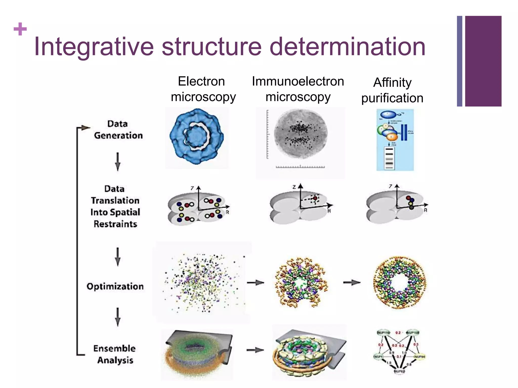 +
Integrative structure determination
Electron
microscopy
Immunoelectron
microscopy
Affinity
purification
 