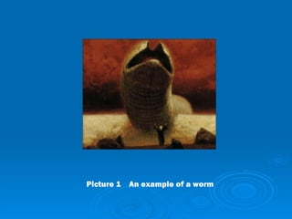 Picture 1    An example of a worm   