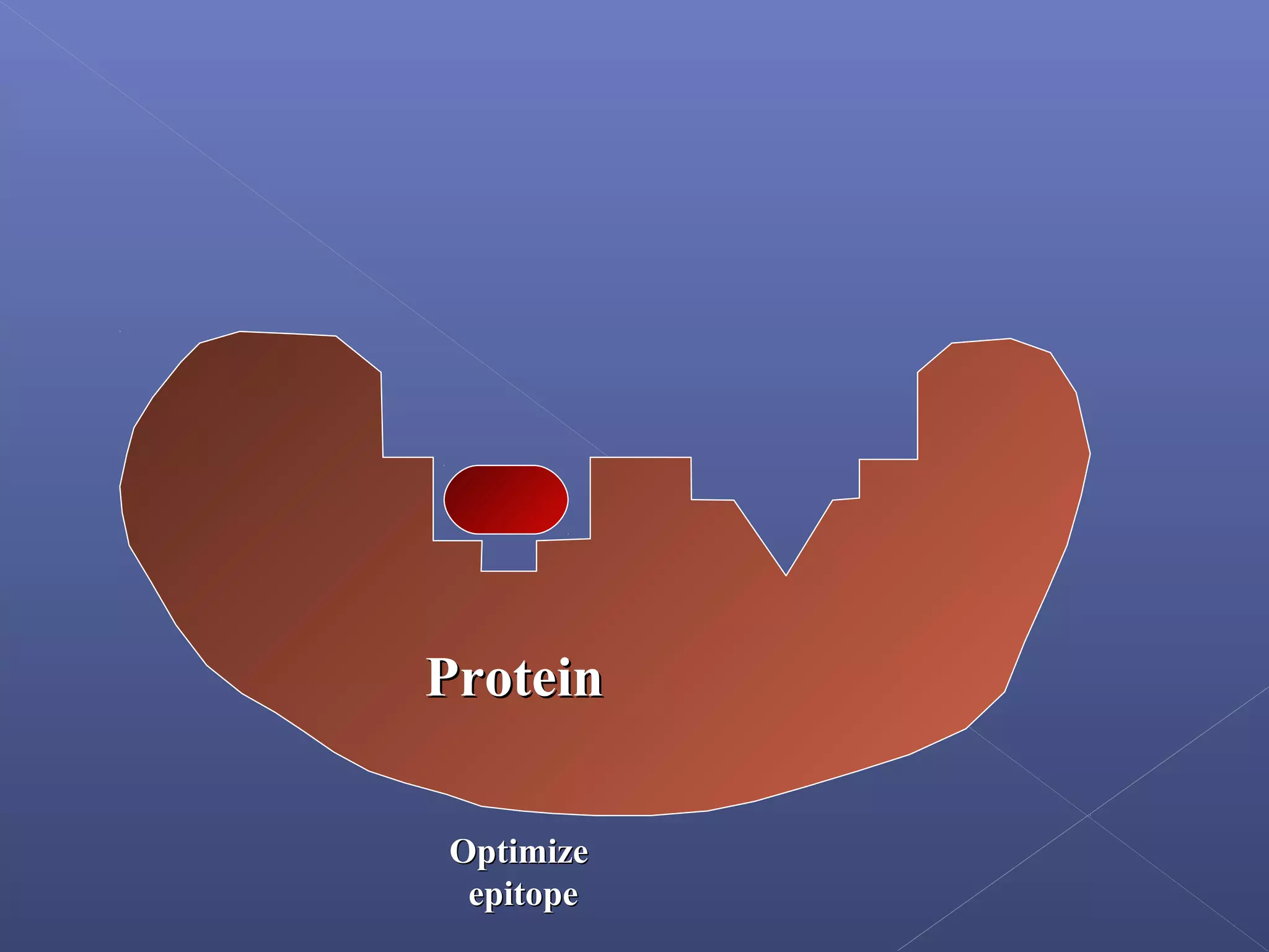 ProteinProtein
OptimizeOptimize
epitopeepitope
 