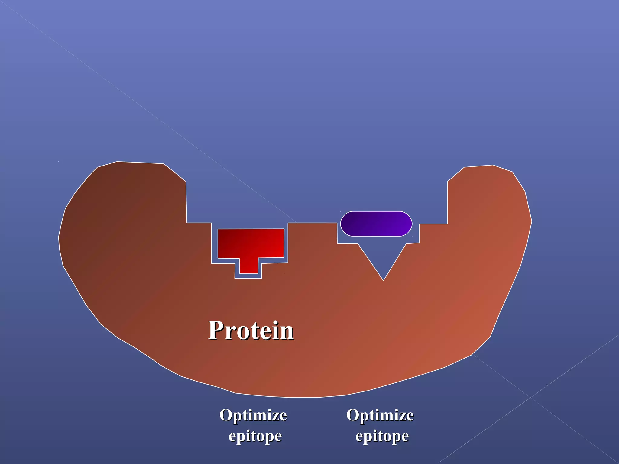 ProteinProtein
OptimizeOptimize
epitopeepitope
OptimizeOptimize
epitopeepitope
 