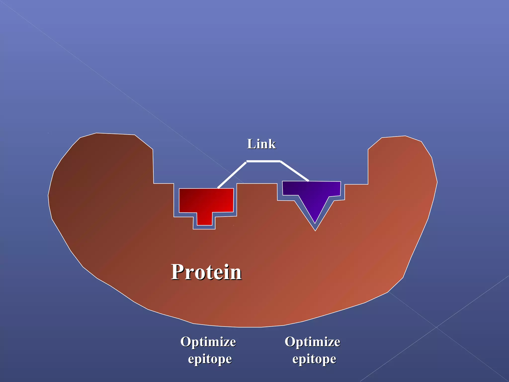 ProteinProtein
OptimizeOptimize
epitopeepitope
OptimizeOptimize
epitopeepitope
LinkLink
 