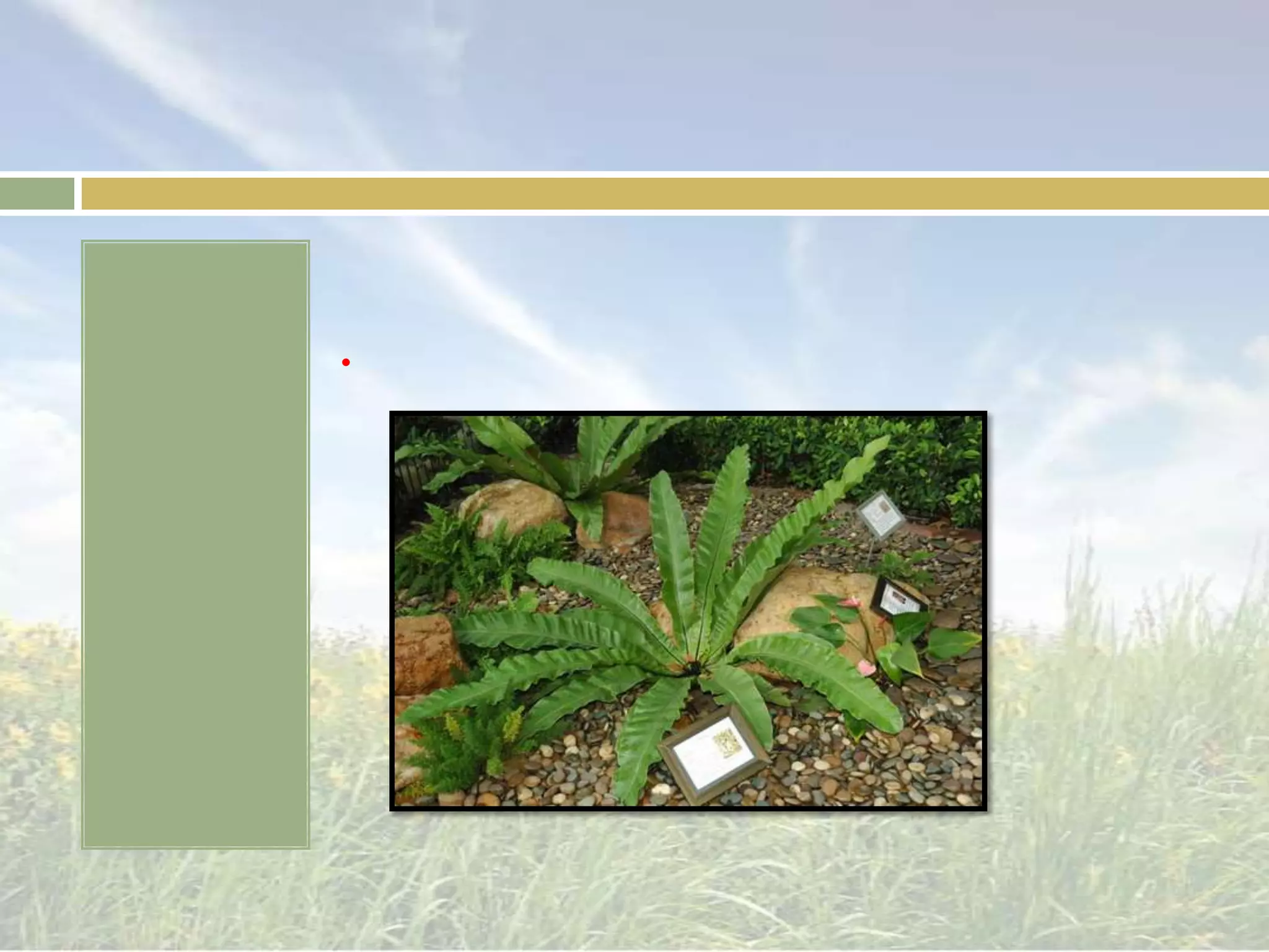 รูปร่าง(SHAPE)