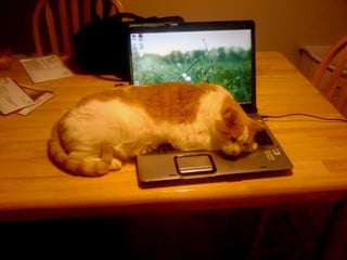 COMPUTER CATS | PPSX
