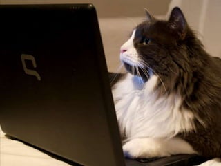 COMPUTER  CATS  