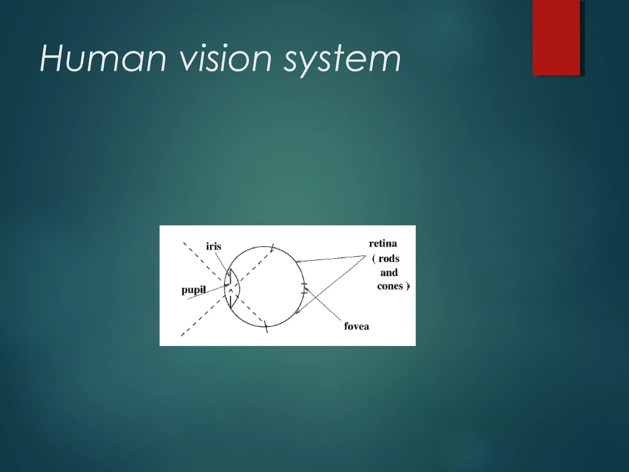 Human vision system
 