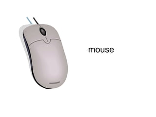 mouse 
 