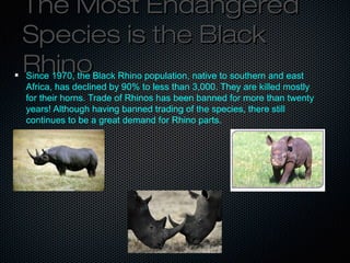Top 10 Endangered Animals around the world