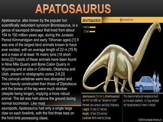 Apatosaurus also known by the popular but
scientifically redundant synonym Brontosaurus, is a
genus of sauropod dinosaur that lived from about
154 to 150 million years ago, during the Jurassic
Period Kimmeridgian and early Tithonian ages).[1] It
was one of the largest land animals known to have
ever existed, with an average length of 23 m (75 ft)
and a mass of at least 16 metric tons (18 short
tons).[2] Fossils of these animals have been found
in Nine Mile Quarry and Bone Cabin Quarry in
Wyoming and at sites in Colorado, Oklahoma and
Utah, present in stratigraphic zones 2-6.[3]
The cervical vertebrae were less elongated and
more heavily constructed than those of Diplodocus
and the bones of the leg were much stockier
(despite being longer), implying a more robust
animal. The tail was held above the ground during
normal locomotion. Like most
sauropods, Apatosaurus had only a single large
claw on each forelimb, with the first three toes on
the hind limb possessing claws.

 