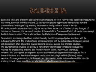 Saurischia (/1] is one of the two basic divisions of dinosaurs. In 1888, Harry Seeley classified dinosaurs into
two orders, based on their hip structure.[2] Saurischians ('lizard-hipped') are distinguished from the
ornithischians ('bird-hipped') by retaining the ancestral configuration of bones in the hip.
All carnivorous dinosaurs (the theropods) are saurischians, as are one of the two primary lineages of
herbivorous dinosaurs, the sauropodomorphs. At the end of the Cretaceous Period, all saurischians except
the birds became extinct. This is referred to as the Cretaceous–Paleogene extinction event.
Saurischians are distinguished from ornithischians by their three-pronged pelvic structure, with the
pubis pointed forward. The ornithischians' pelvis is arranged with the pubis rotated backward, parallel
with the ischium, often also with a forward-pointing process, giving a four-pronged structure.
The saurischian hip structure led Seeley to name them "lizard-hipped" dinosaurs because they
retained the ancestral hip anatomy also found in modern lizards. However, as later study
revealed, this "bird-hipped" arrangement actually evolved twice independently in dinosaurs, first in
the ornithischians and then in the lineage of saurischians including true birds (Avialae). In this
example of convergent evolution, birds developed hips oriented similar to the earlier ornithischian hip
anatomy, in both cases possibly as an adaptation to a herbivorous or omnivorous diet

 