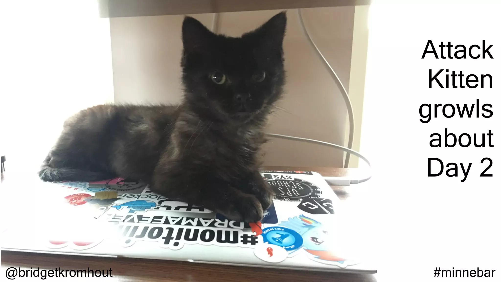 @bridgetkromhout #minnebar
Attack
Kitten
growls
about
Day 2
 