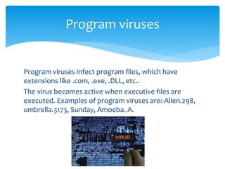 Program viruses infect program files, which have
extensions like .com, .exe, .DLL, etc..
The virus becomes active when executive files are
executed. Examples of program viruses are:-Alien.298,
umbrella.3173, Sunday, Amoeba. A.
Program viruses
 