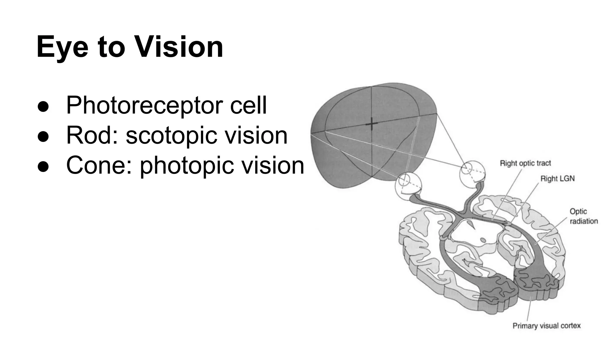 Eye to Vision 
● Photoreceptor cell 
● Rod: scotopic vision 
● Cone: photopic vision 
 