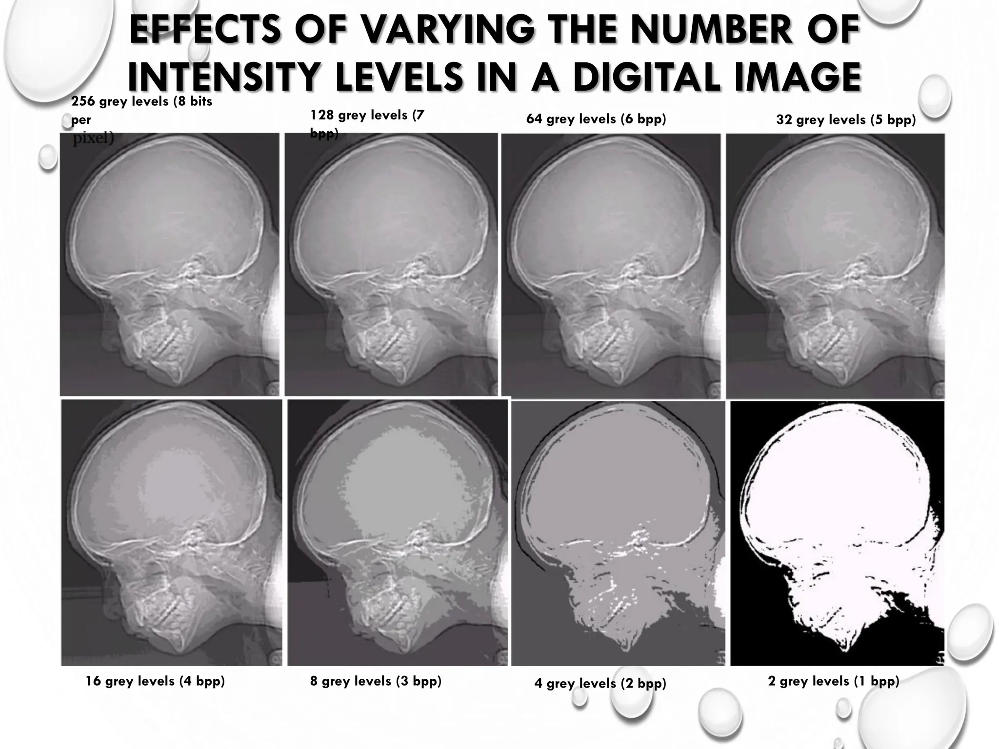 EFFECTS OF VARYING THE NUMBER OF
INTENSITY LEVELS IN A DIGITAL IMAGE
•
256 grey levels (8 bits
per 128 grey levels (7
bpp)
64 grey levels (6 bpp)
16 grey levels (4 bpp)
32 grey levels (5 bpp)
8 grey levels (3 bpp) 4 grey levels (2 bpp) 2 grey levels (1 bpp)
 
