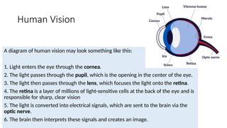 Human Vision
A diagram of human vision may look something like this:
1. Light enters the eye through the cornea.
2. The light passes through the pupil, which is the opening in the center of the eye.
3. The light then passes through the lens, which focuses the light onto the retina.
4. The retina is a layer of millions of light-sensitive cells at the back of the eye and is
responsible for sharp, clear vision
5. The light is converted into electrical signals, which are sent to the brain via the
optic nerve.
6. The brain then interprets these signals and creates an image.
 