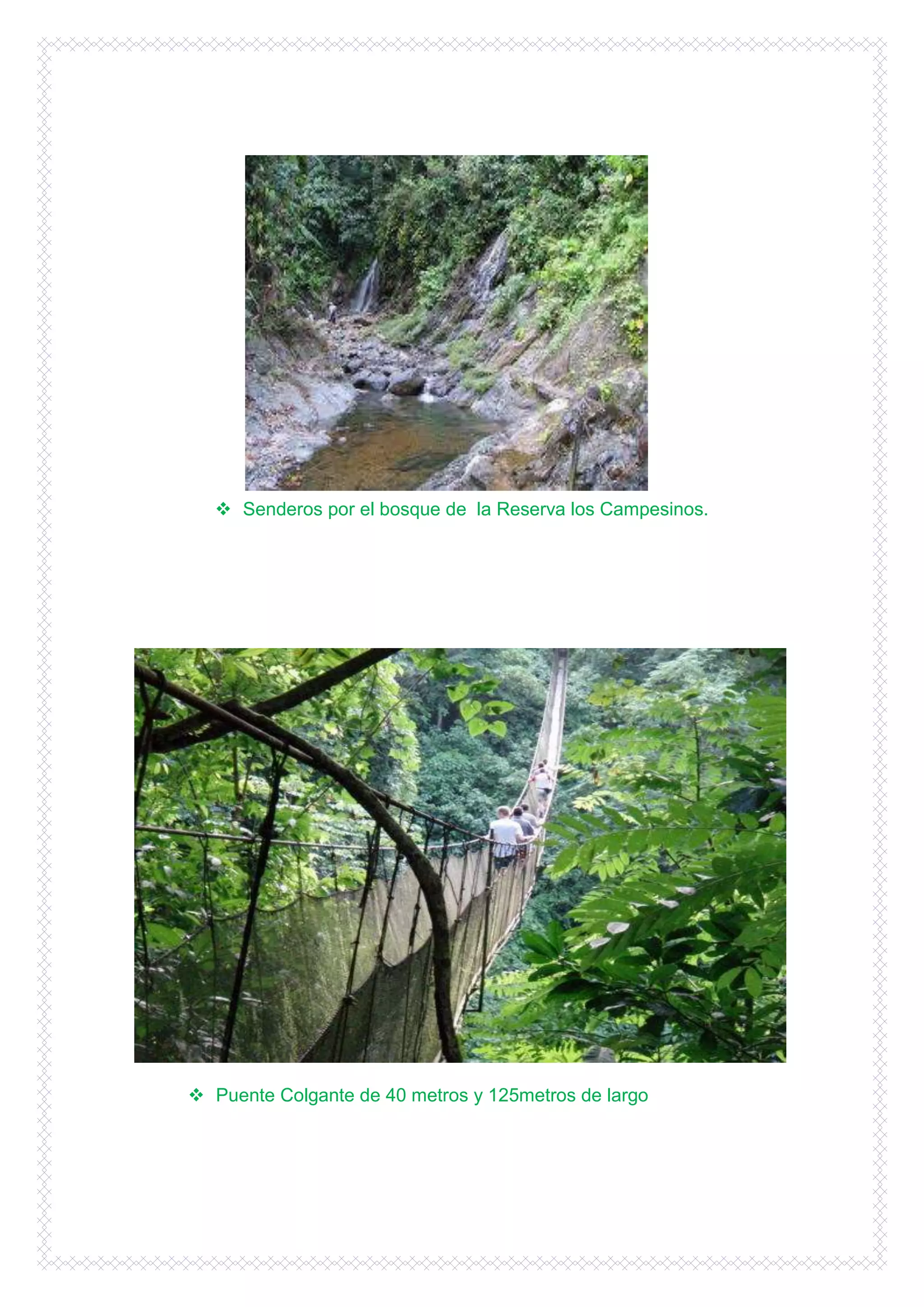 Senderos por el bosque de la Reserva los Campesinos.




 Puente Colgante de 40 metros y 125metros de largo
 