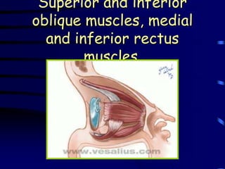 Superior and inferior
oblique muscles, medial
  and inferior rectus
        muscles.
 