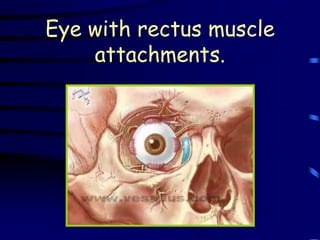 Eye with rectus muscle
    attachments.
 