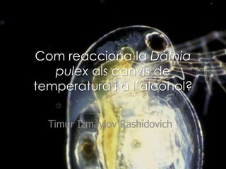 Com reacciona la Dàfnia
   pulex als canvis de
temperatura i a l’alcohol?

  Timur Izmàylov Rashídovich
 