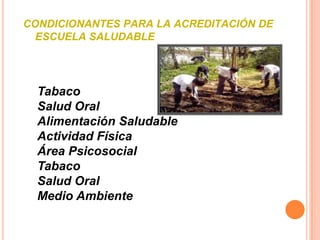 CONDICIONANTES PARA LA ACREDITACIÓN DE
  ESCUELA SALUDABLE




  Tabaco
  Salud Oral
  Alimentación Saludable
  Actividad Física
  Área Psicosocial
  Tabaco
  Salud Oral
  Medio Ambiente
 