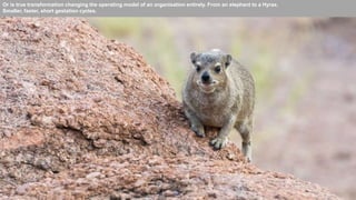 Or is true transformation changing the operating model of an organisation entirely. From an elephant to a Hyrax.
Smaller, faster, short gestation cycles.
 
