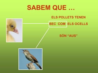 SABEM QUE …
ELS POLLETS TENEN
BEC COM ELS OCELLS
SÓN “AUS”
 