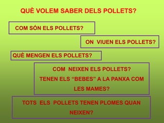TOTS ELS POLLETS TENEN PLOMES QUAN
NEIXEN?
ON VIUEN ELS POLLETS?
COM NEIXEN ELS POLLETS?
TENEN ELS “BEBES” A LA PANXA COM
LES MAMES?
COM SÓN ELS POLLETS?
QUÈ MENGEN ELS POLLETS?
QUÈ VOLEM SABER DELS POLLETS?
 