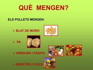 QUÈ MENGEN?
ELS POLLETS MENGEN:
 BLAT DE MORO
 PA
 VERDURA I FRUITA
 INSECTES I CUCS
 