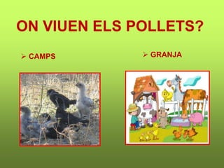 ON VIUEN ELS POLLETS?
 CAMPS  GRANJA
 