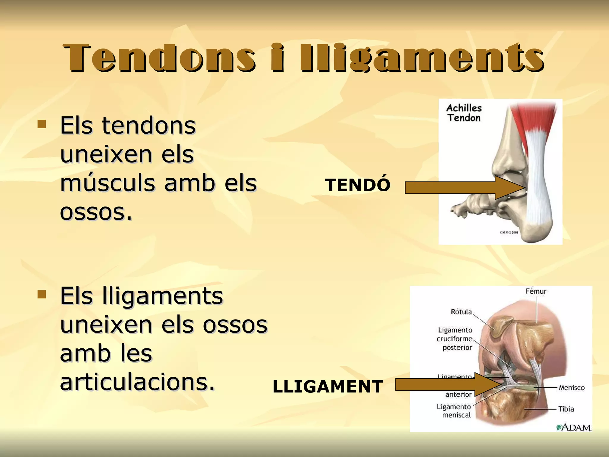 Tendons i lligaments Els tendons uneixen els músculs amb els ossos. Els lligaments uneixen els ossos amb les articulacions. TENDÓ LLIGAMENT 