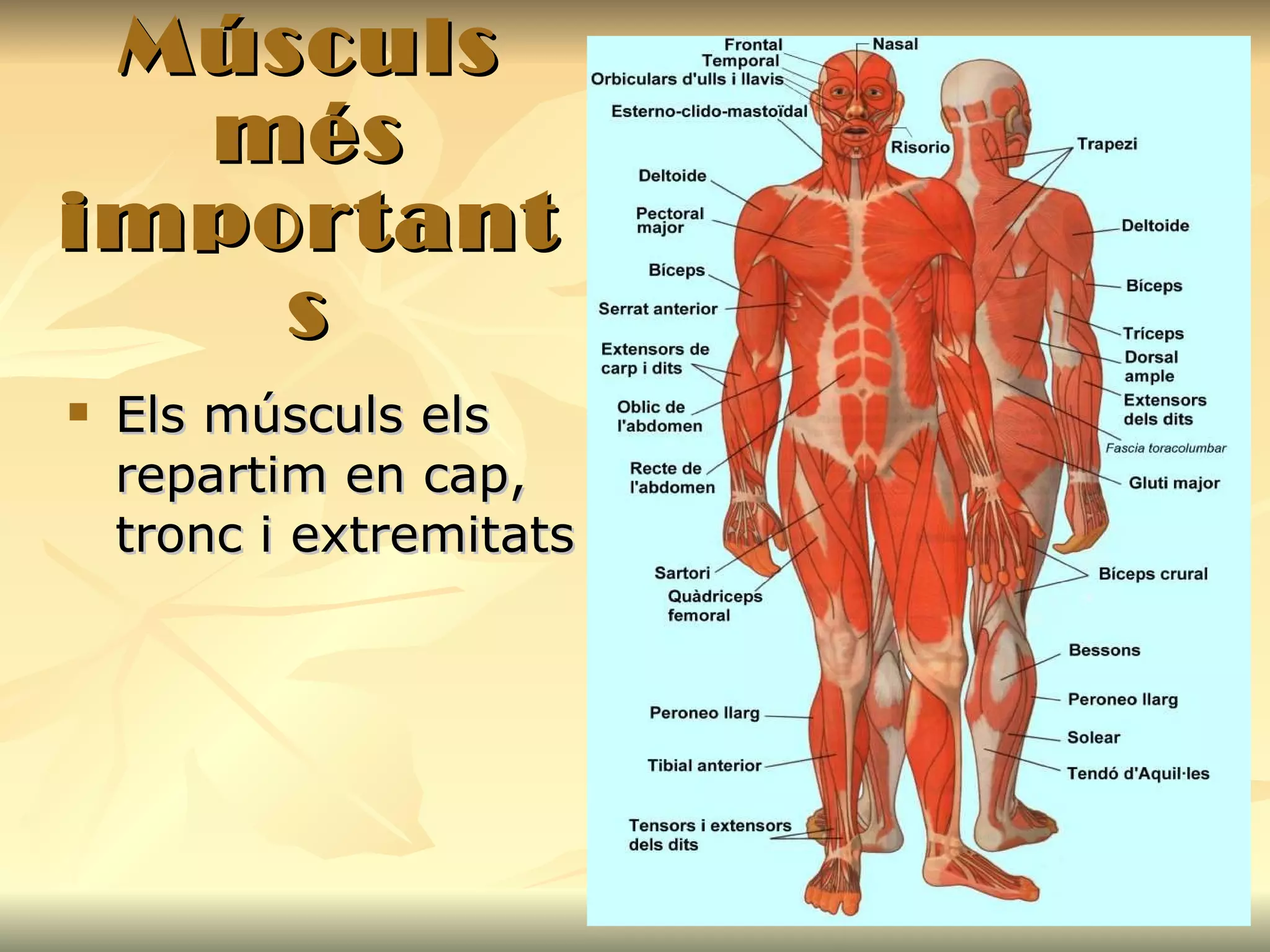 Músculs més importants Els músculs els repartim en cap, tronc i extremitats 