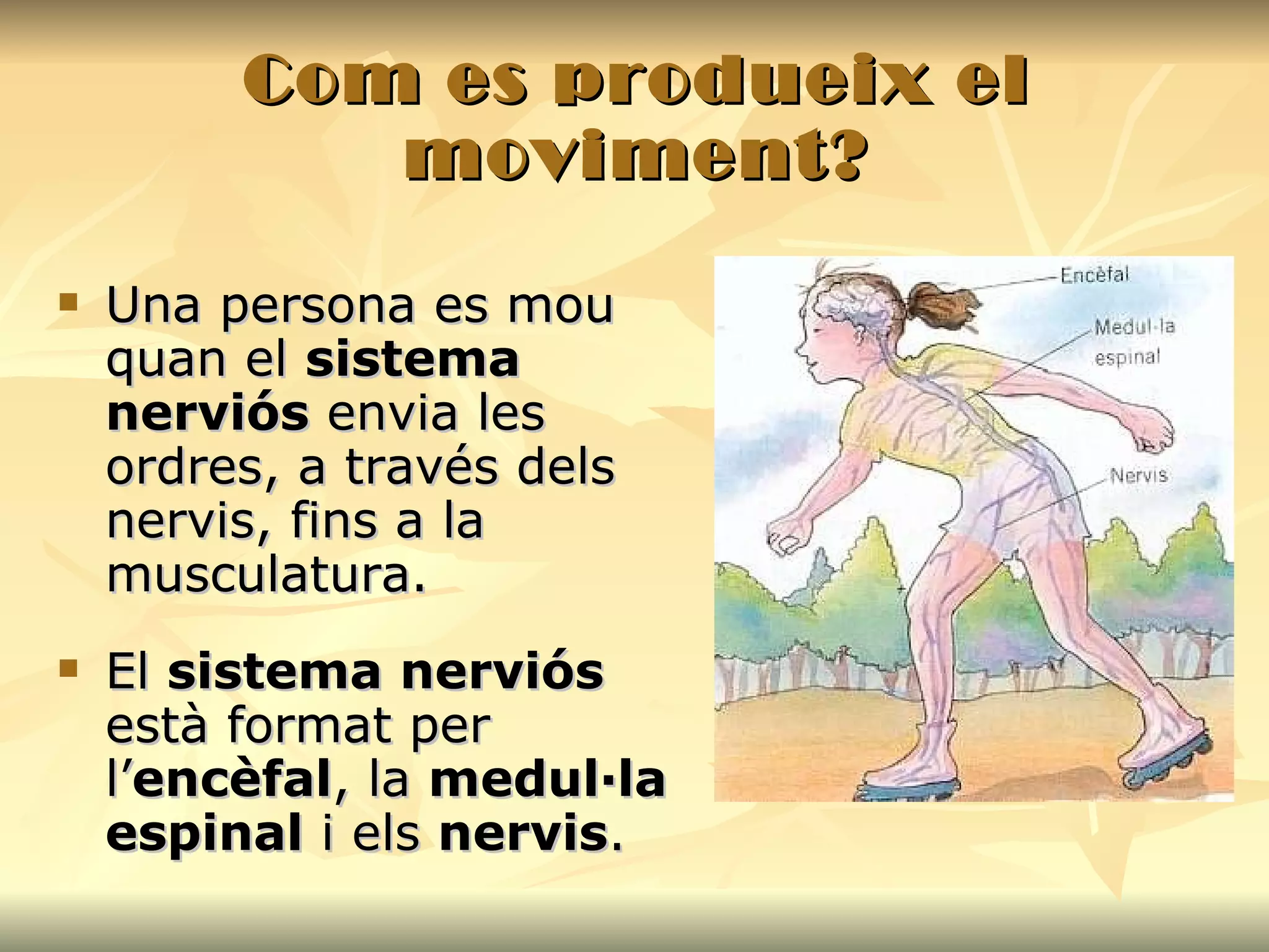 Com es produeix el moviment? Una persona es mou quan el  sistema nerviós  envia les ordres, a través dels nervis, fins a la musculatura.  El  sistema nerviós  està format per l’ encèfal , la  medul·la espinal  i els  nervis . 