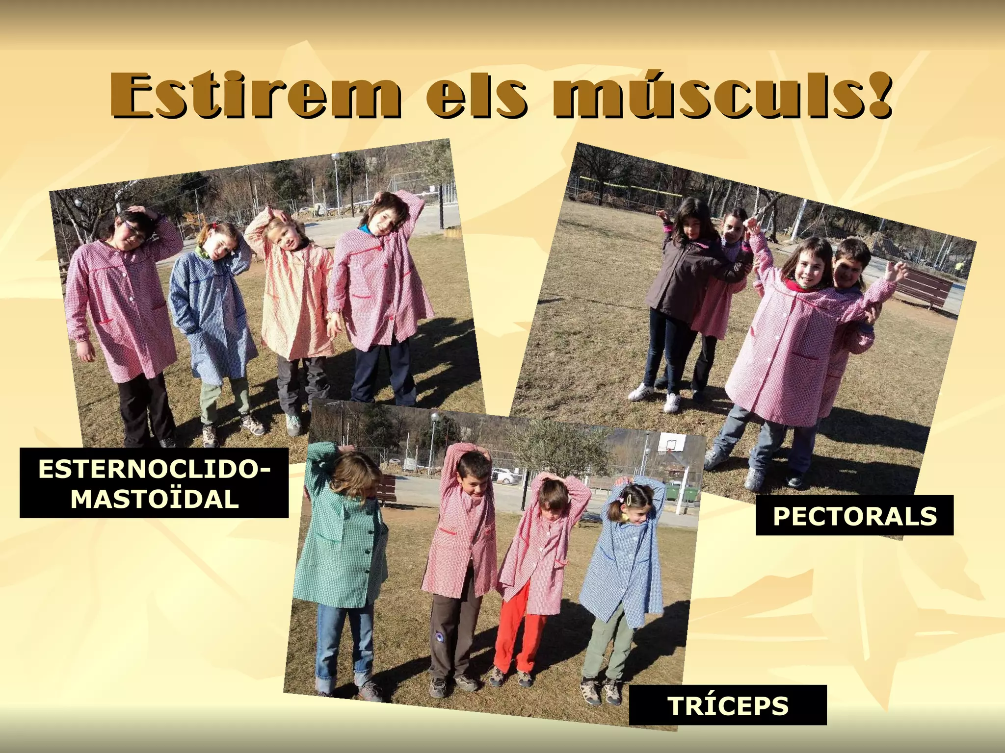 Estirem els músculs! ESTERNOCLIDO-MASTOÏDAL PECTORALS TRÍCEPS 