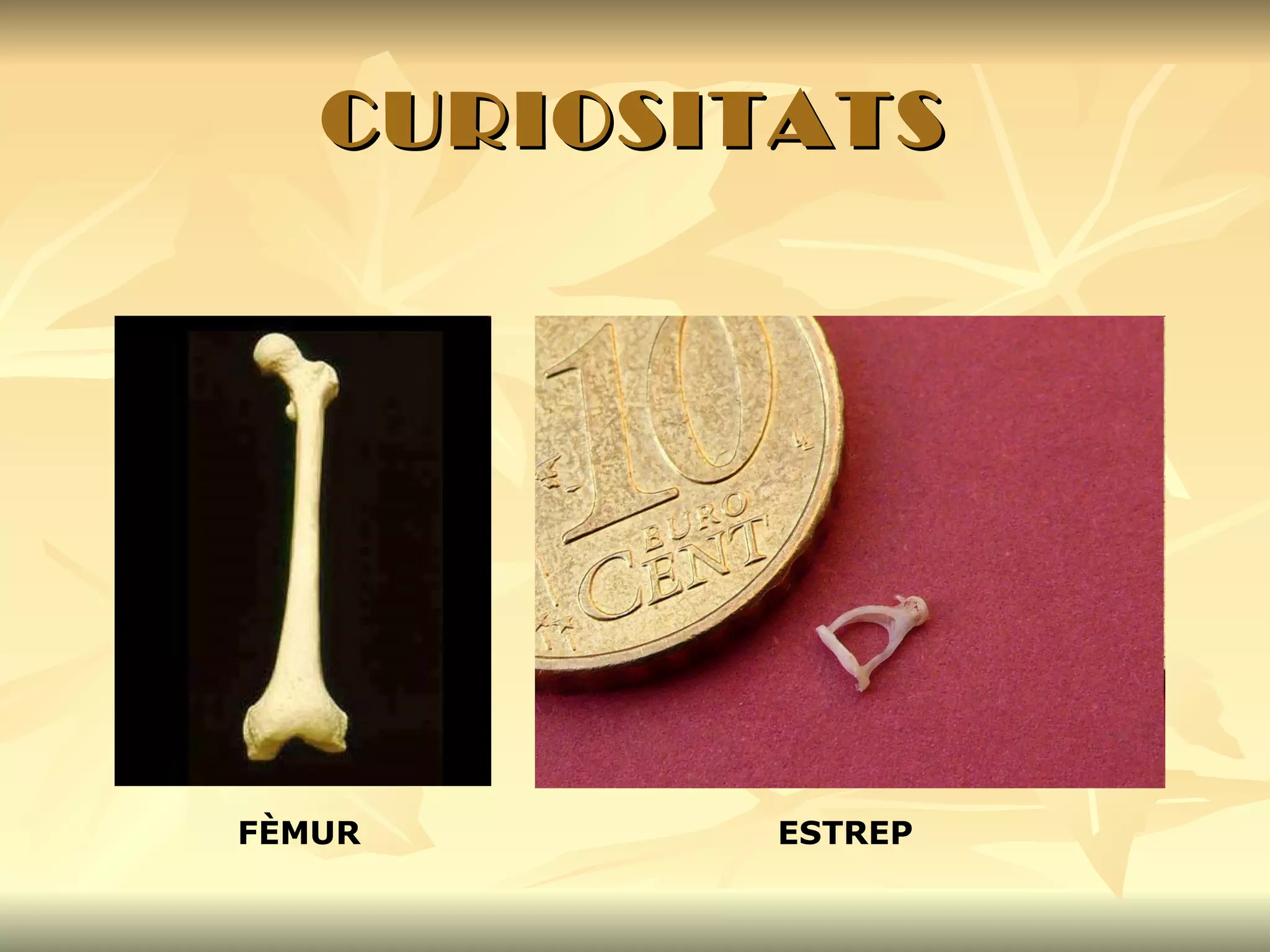 CURIOSITATS FÈMUR ESTREP 