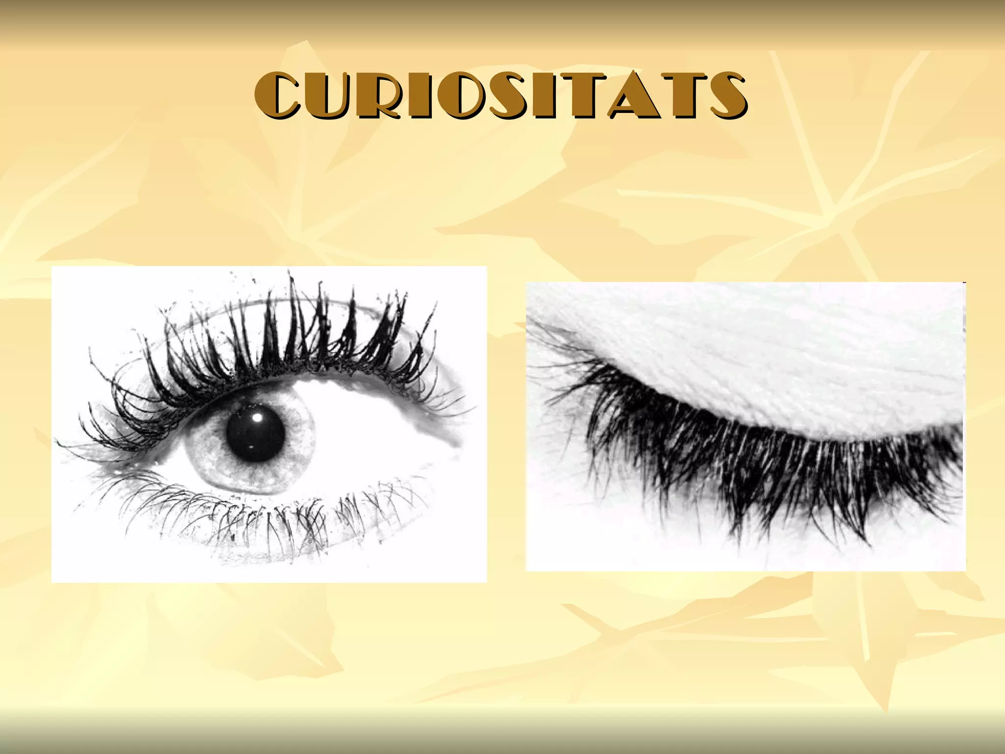 CURIOSITATS 