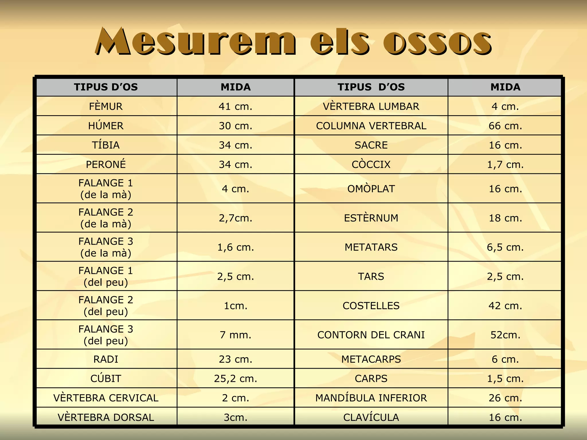 Mesurem els ossos 16 cm. CLAVÍCULA 3cm. VÈRTEBRA DORSAL 26 cm. MANDÍBULA INFERIOR 2 cm. VÈRTEBRA CERVICAL 1,5 cm. CARPS 25,2 cm. CÚBIT 6 cm. METACARPS 23 cm. RADI 52cm. CONTORN DEL CRANI 7 mm. FALANGE 3 (del peu) 42 cm. COSTELLES 1cm. FALANGE 2 (del peu) 2,5 cm. TARS 2,5 cm. FALANGE 1 (del peu) 6,5 cm. METATARS 1,6 cm. FALANGE 3 (de la mà) 18 cm. ESTÈRNUM 2,7cm. FALANGE 2 (de la mà) 16 cm. OMÒPLAT 4 cm. FALANGE 1 (de la mà) 1,7 cm. CÒCCIX 34 cm. PERONÉ 16 cm. SACRE 34 cm. TÍBIA 66 cm. COLUMNA VERTEBRAL 30 cm. HÚMER 4 cm. VÈRTEBRA LUMBAR 41 cm. FÈMUR MIDA TIPUS  D’OS MIDA TIPUS D’OS 
