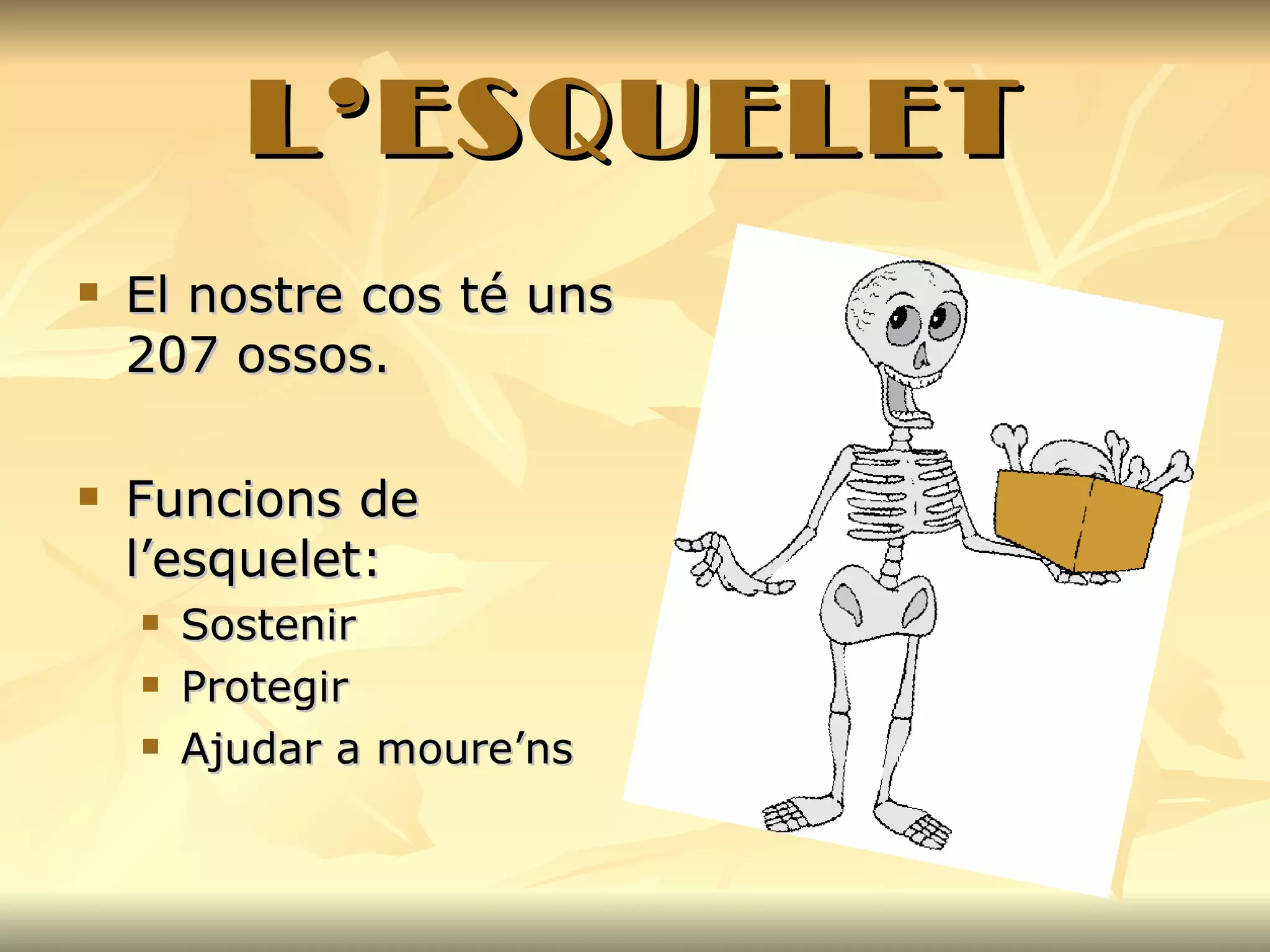 L’ESQUELET El nostre cos té uns 207 ossos. Funcions de l’esquelet: Sostenir Protegir Ajudar a moure’ns 