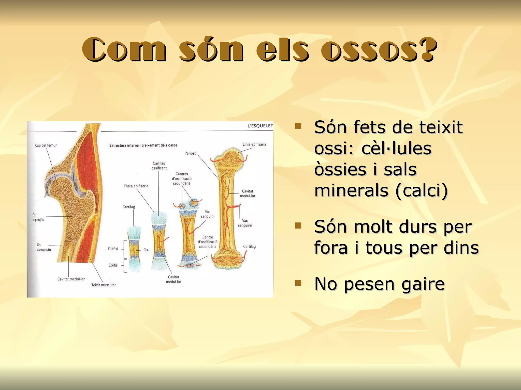 Com són els ossos? Són fets de teixit ossi: cèl·lules òssies i sals minerals (calci) Són molt durs per fora i tous per dins No pesen gaire 