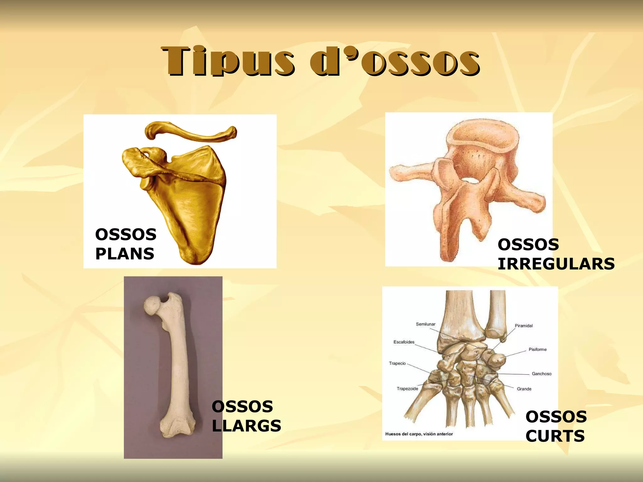 Tipus d’ossos OSSOS PLANS OSSOS IRREGULARS OSSOS LLARGS OSSOS CURTS 