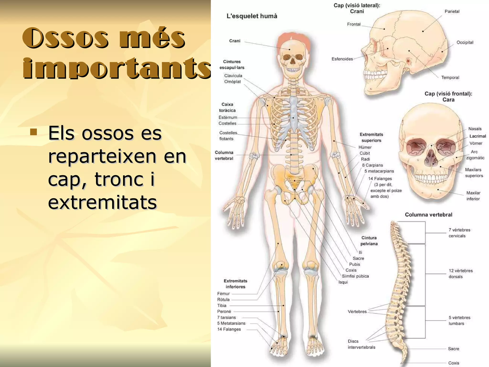 Ossos més importants Els ossos es reparteixen en cap, tronc i extremitats 