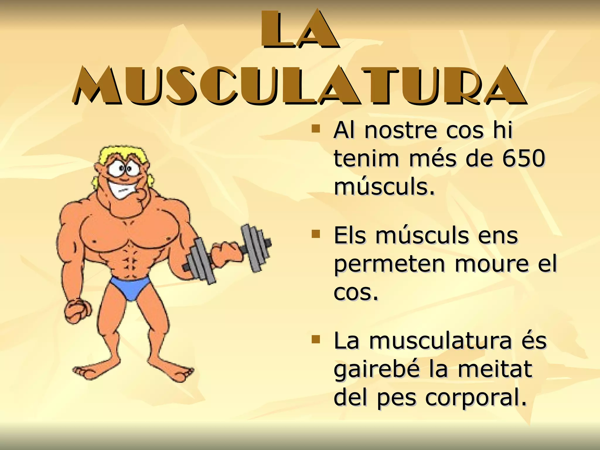 LA MUSCULATURA Al nostre cos hi tenim més de 650 músculs. Els músculs ens permeten moure el cos. La musculatura és gairebé la meitat del pes corporal. 