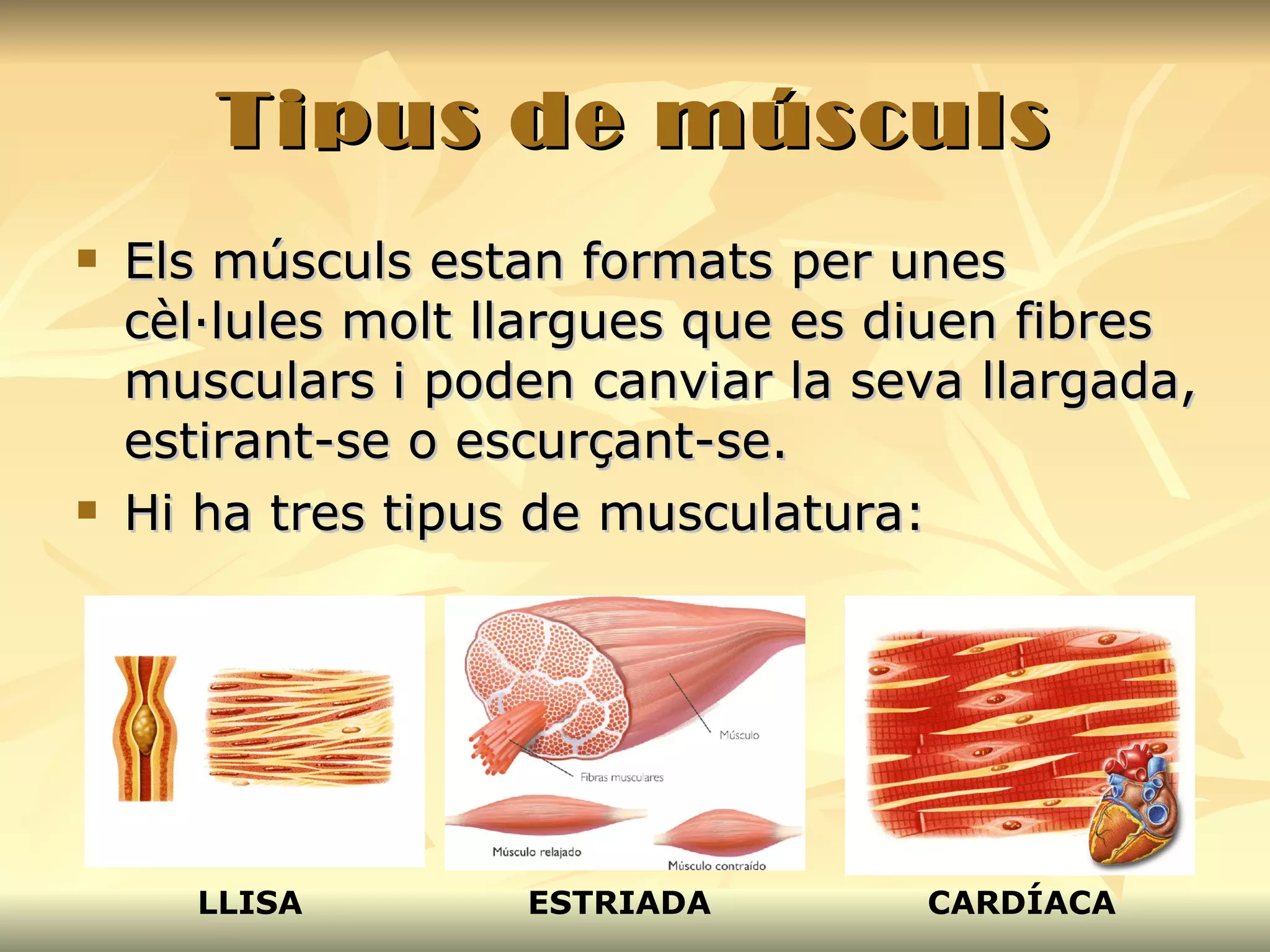 Tipus de músculs Els músculs estan formats per unes cèl·lules molt llargues que es diuen fibres musculars i poden canviar la seva llargada, estirant-se o escurçant-se. Hi ha tres tipus de musculatura: LLISA ESTRIADA CARDÍACA 