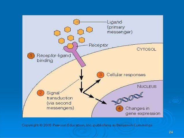 Comunicación celular