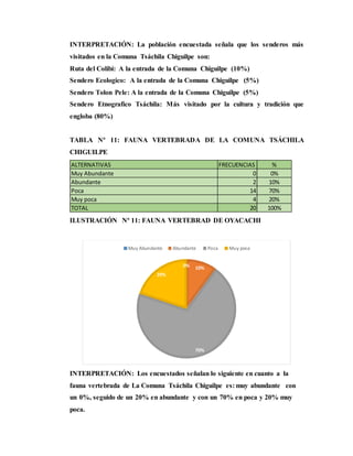 INTERPRETACIÓN: La población encuestada señala que los senderos más
visitados en la Comuna Tsáchila Chiguilpe son:
Ruta del Colibí: A la entrada de la Comuna Chiguilpe (10%)
Sendero Ecologico: A la entrada de la Comuna Chiguilpe (5%)
Sendero Tolon Pele: A la entrada de la Comuna Chiguilpe (5%)
Sendero Etnografico Tsáchila: Más visitado por la cultura y tradición que
engloba (80%)
TABLA Nº 11: FAUNA VERTEBRADA DE LA COMUNA TSÁCHILA
CHIGUILPE
ILUSTRACIÓN Nº 11: FAUNA VERTEBRAD DE OYACACHI
INTERPRETACIÓN: Los encuestados señalan lo siguiente en cuanto a la
fauna vertebrada de La Comuna Tsáchila Chiguilpe es: muy abundante con
un 0%, seguido de un 20% en abundante y con un 70% en poca y 20% muy
poca.
ALTERNATIVAS FRECUENCIAS %
Muy Abundante 0 0%
Abundante 2 10%
Poca 14 70%
Muy poca 4 20%
TOTAL 20 100%
0% 10%
70%
20%
Muy Abundante Abundante Poca Muy poca
 
