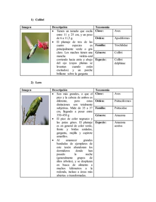 1) Colibrí
Imagen Descripción Taxonomía
 Tienen un tamaño que oscila
entre 11 y 25 cm, y un peso
de 6 a 11,5 g.
 El plumaje de tres de las
cuatro especies es
principalmente verde o gris
claro. Los machos tienen una
mancha violeta-azul
corriendo hacia atrás y abajo
del ojo (cuyas plumas se
levantan cuando están
excitados) y un parche
brillante sobre la garganta
Clase: Aves
Orden: Apodiformes
Familia: Trochilidae
Género: Colibri
Especie: Colibri
delphinae
2) Loro
Imagen Descripción Taxonomía
 Son más grandes, o que el
pico y la cabeza de ambos es
diferente, pero estas
distinciones son totalmente
subjetivas. Mide de 35 a 37
cm, llegando a pesar entre
350-450 g
 El pico de color negruzco y
las patas grises. El plumaje
es en general de color verde,
frente y bridas azuladas,
garganta, mejilla y capirote
amarillos.
 Al amanecer grandes
bandadas de ejemplares de
este taxón abandonan los
dormideros donde han
pasado la noche
(generalmente grupos de
áltos árboles), y se desplazan
en busca de alimento a
muchos kilómetros a la
redonda, incluso a áreas más
abiertas o transformadas.
Clase: Aves
Orden: Psittaciformes
Familia: Psittacidae
Género: Amazona
Especie: Amazona
aestiva
 