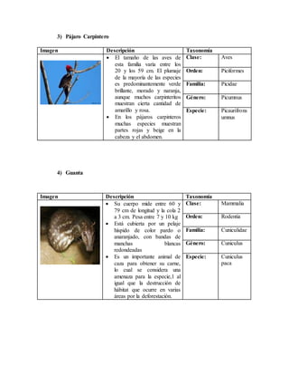 3) Pájaro Carpintero
Imagen Descripción Taxonomía
 El tamaño de las aves de
esta familia varía entre los
20 y los 59 cm. El plumaje
de la mayoría de las especies
es predominantemente verde
brillante, morado y naranja,
aunque muchos carpinteritos
muestran cierta cantidad de
amarillo y rosa.
 En los pájaros carpinteros
muchas especies muestran
partes rojas y beige en la
cabeza y el abdomen.
Clase: Aves
Orden: Piciformes
Familia: Picidae
Género: Picumnus
Especie: Picaurifrons
umnus
4) Guanta
Imagen Descripción Taxonomía
 Su cuerpo mide entre 60 y
79 cm de longitud y la cola 2
a 3 cm. Pesa entre 7 y 10 kg
 Está cubierta por un pelaje
híspido de color pardo o
anaranjado, con bandas de
manchas blancas
redondeadas
 Es un importante animal de
caza para obtener su carne,
lo cual se considera una
amenaza para la especie,1 al
igual que la destrucción de
hábitat que ocurre en varias
áreas por la deforestación.
Clase: Mammalia
Orden: Rodentia
Familia: Cuniculidae
Género: Cuniculus
Especie: Cuniculus
paca
 