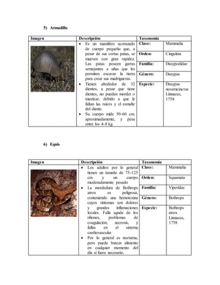 5) Armadillo
Imagen Descripción Taxonomía
 Es un mamífero acorazado
de cuerpo pequeño que, a
pesar de sus cortas patas, se
mueven con gran rapidez.
Las patas poseen garras
semejantes a uñas que les
permiten excavar la tierra
para crear sus madrigueras.
 Tienen alrededor de 32
dientes, a pesar que tiene
dientes, no pueden morder o
masticar, debido a que le
faltan las raíces y el esmalte
del diente.
 Su cuerpo mide 50-60 cm.
aproximadamente, y pesa
entre los 4-8 kg.
Clase: Mammalia
Orden: Cingulata
Familia: Dasypodidae
Género: Dasypus
Especie: Dasypus
novemcinctus
Linnaeus,
1758
6) Equis
Imagen Descripción Taxonomía
 Los adultos por lo general
tienen un tamaño de 75-125
cm y un cuerpo
moderadamente pesado
 La mordedura de Bothrops
atrox es peligrosa,
conteniendo una hemotoxina
cuyos síntomas son dolores
y grandes inflamaciones
locales. Falla aguda de los
riñones, problemas de
coagulación, necrosis, y
fallas en el sistema
cardiovascular.
 Por lo general es nocturna,
pero puede buscar alimento
en cualquier momento del
día si fuera necesario.
Clase: Mammalia
Orden: Squamata
Familia: Viperidae
Género: Bothrops
Especie: Bothrops
atrox
Linnaeus,
1758
 