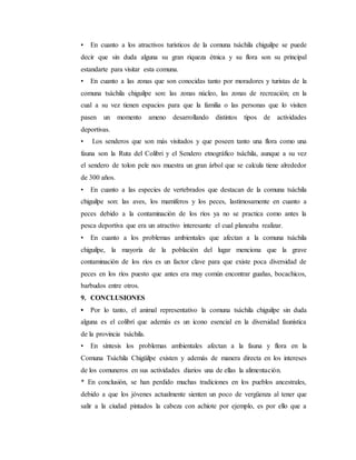 • En cuanto a los atractivos turísticos de la comuna tsáchila chiguilpe se puede
decir que sin duda alguna su gran riqueza étnica y su flora son su principal
estandarte para visitar esta comuna.
• En cuanto a las zonas que son conocidas tanto por moradores y turistas de la
comuna tsáchila chiguilpe son: las zonas núcleo, las zonas de recreación; en la
cual a su vez tienen espacios para que la familia o las personas que lo visiten
pasen un momento ameno desarrollando distintos tipos de actividades
deportivas.
• Los senderos que son más visitados y que poseen tanto una flora como una
fauna son la Ruta del Colibri y el Sendero etnográfico tsáchila, aunque a su vez
el sendero de tolon pele nos muestra un gran árbol que se calcula tiene alrededor
de 300 años.
• En cuanto a las especies de vertebrados que destacan de la comuna tsáchila
chiguilpe son: las aves, los mamìferos y los peces, lastimosamente en cuanto a
peces debido a la contaminación de los rìos ya no se practica como antes la
pesca deportiva que era un atractivo interesante el cual planeaba realizar.
• En cuanto a los problemas ambientales que afectan a la comuna tsáchila
chiguilpe, la mayoría de la población del lugar menciona que la grave
contaminación de los ríos es un factor clave para que existe poca diversidad de
peces en los ríos puesto que antes era muy común encontrar guañas, bocachicos,
barbudos entre otros.
9. CONCLUSIONES
• Por lo tanto, el animal representativo la comuna tsáchila chiguilpe sin duda
alguna es el colibrí que además es un ícono esencial en la diversidad faunística
de la provincia tsáchila.
• En síntesis los problemas ambientales afectan a la fauna y flora en la
Comuna Tsáchila Chigüilpe existen y además de manera directa en los intereses
de los comuneros en sus actividades diarios una de ellas la alimentación.
* En conclusión, se han perdido muchas tradiciones en los pueblos ancestrales,
debido a que los jóvenes actualmente sienten un poco de vergüenza al tener que
salir a la ciudad pintados la cabeza con achiote por ejemplo, es por ello que a
 